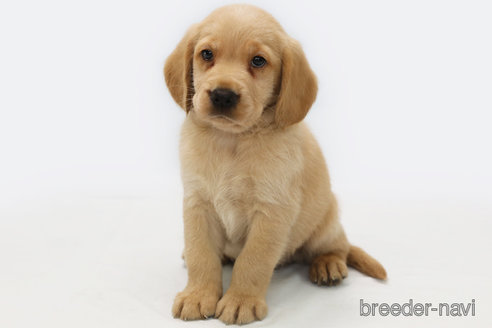 成約済の神奈川県のミックス犬-318614